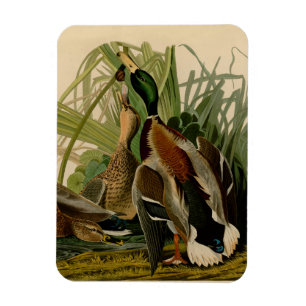 Mallard Anka Audubon Bird Painting Magnet