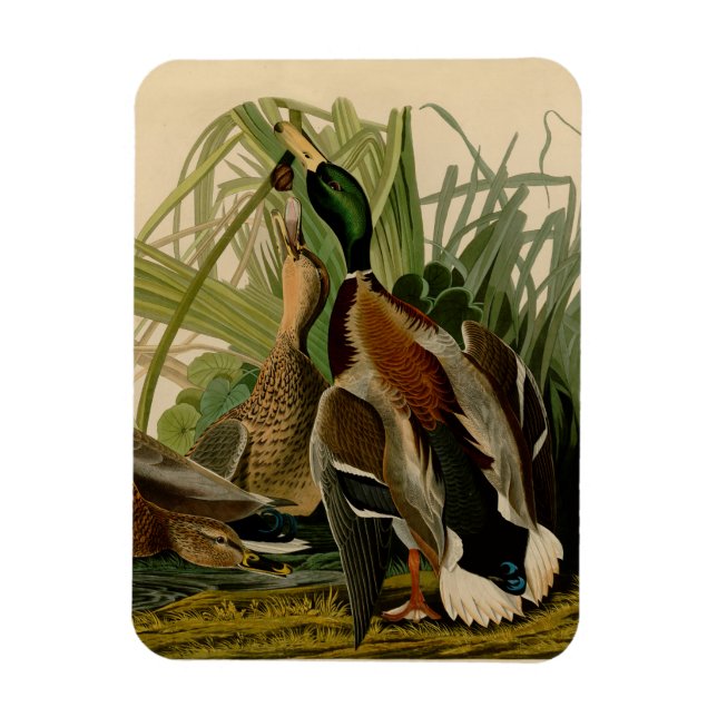 Mallard Anka Audubon Bird Painting Magnet (Vertikal)