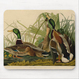 Mallard Anka Audubon Bird Painting Musmatta