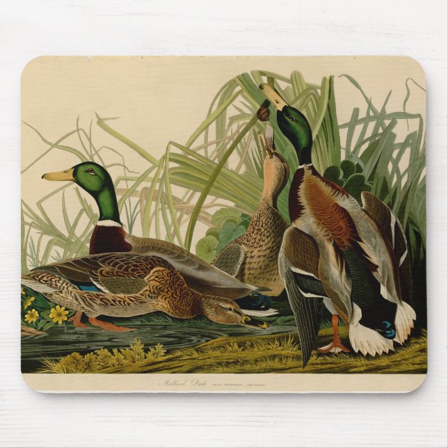 Mallard Anka Audubon Bird Painting Musmatta (Framsidan)