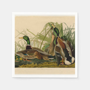 Mallard Anka Audubon Bird Painting Pappersservett