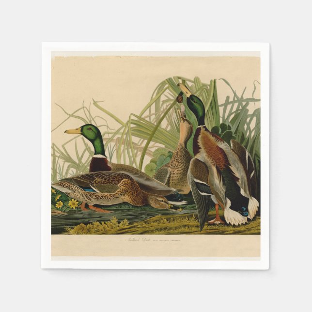 Mallard Anka Audubon Bird Painting Pappersservett (Framsidan)
