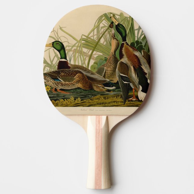 Mallard Anka Audubon Bird Painting Pingisracket (Framsidan)