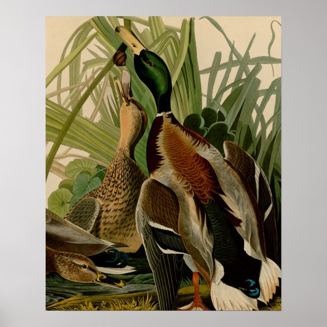 Mallard Anka Audubon Bird Painting Poster (Framsidan)