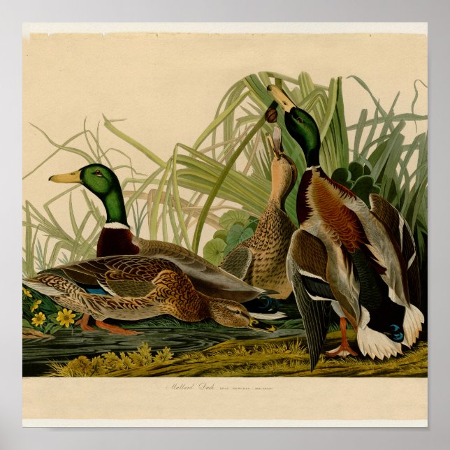Mallard Anka Audubon Bird Painting Poster (Framsidan)
