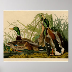 Mallard Anka Audubon Bird Painting Poster