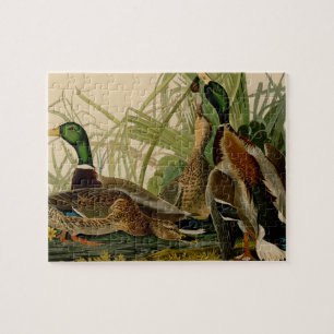 Mallard Anka Audubon Bird Painting Pussel