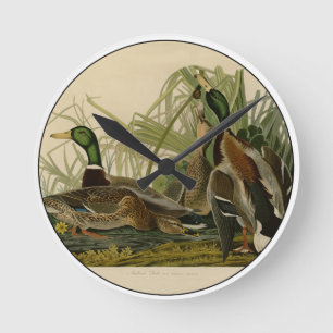 Mallard Anka Audubon Bird Painting Rund Klocka