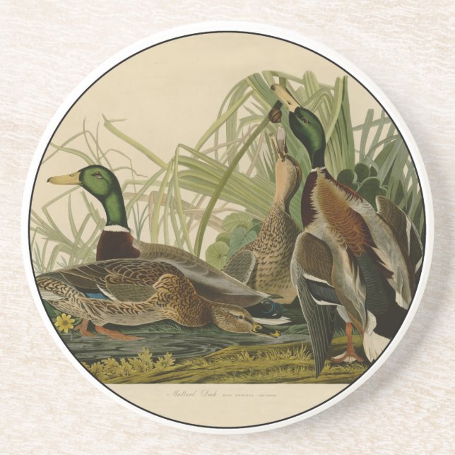 Mallard Anka Audubon Bird Painting Underlägg Sandsten (Framsidan)