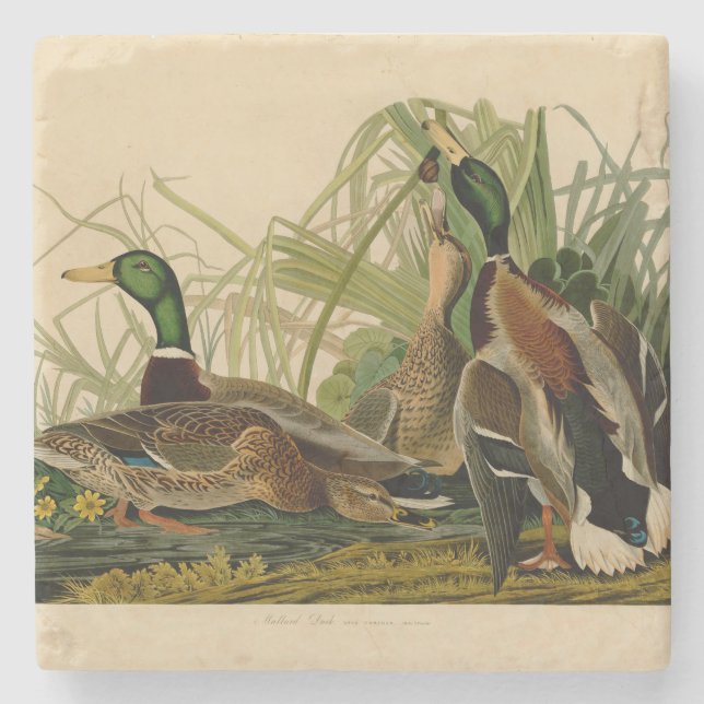 Mallard Anka Audubon Bird Painting Underlägg Sten (Framsidan)