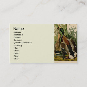 Mallard Anka Audubon Bird Painting Visitkort