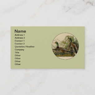 Mallard Anka Audubon Bird Painting Visitkort