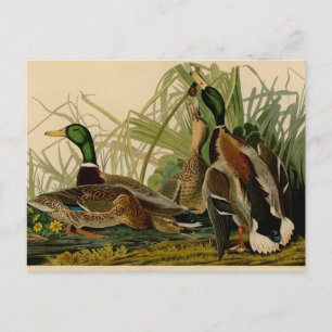 Mallard Anka Audubon Bird Painting Vykort