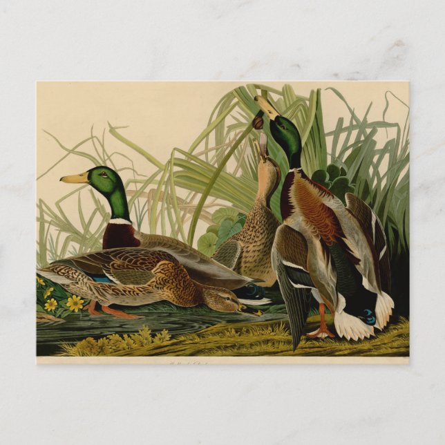 Mallard Anka Audubon Bird Painting Vykort (Framsida)