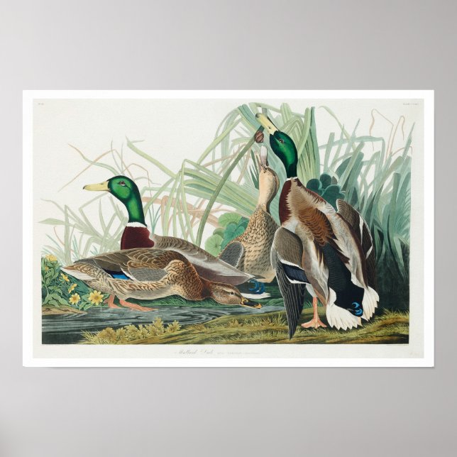 Mallard Anka av Audubon Poster (Framsidan)