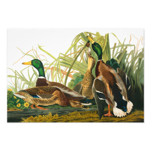 Mallard Anka av John James Audubon Fototryck