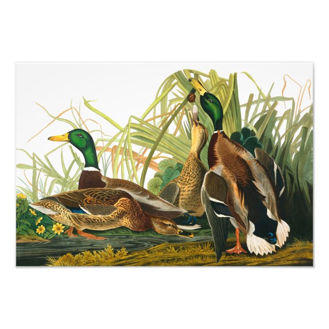Mallard Anka av John James Audubon Fototryck (Framsidan)