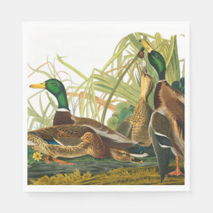 Mallard Anka av John James Audubon Pappersservett