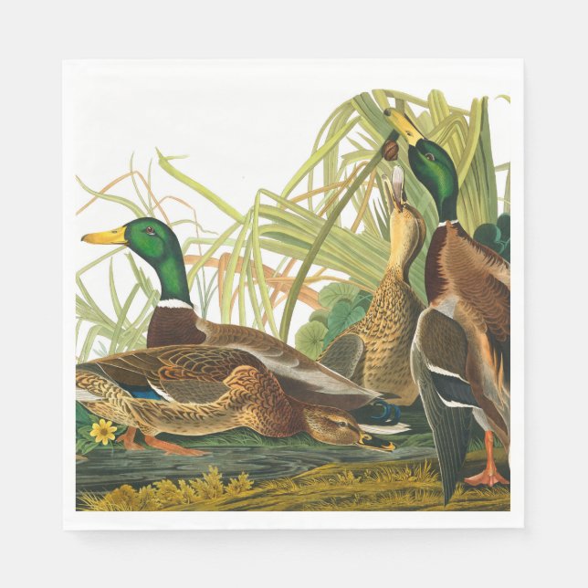 Mallard Anka av John James Audubon Pappersservett (Framsidan)