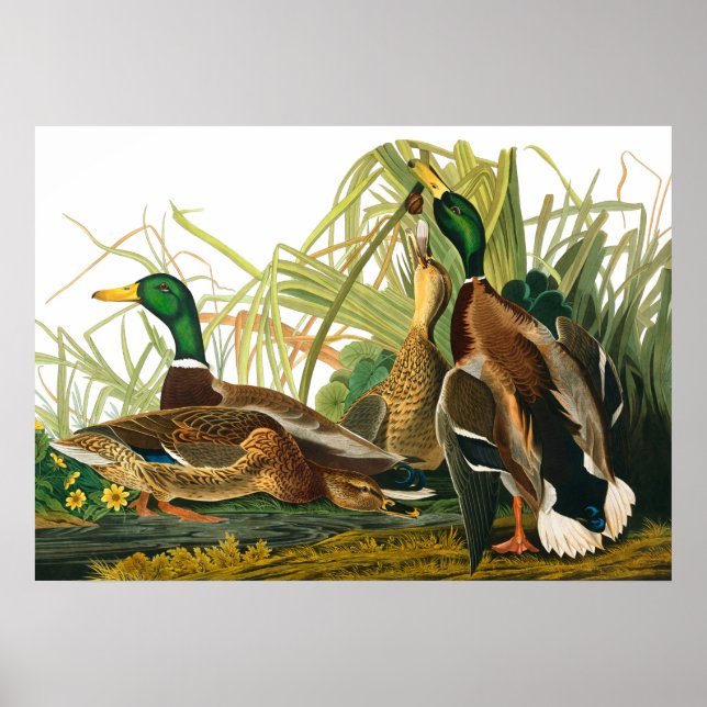 Mallard Anka av John James Audubon Poster (Framsidan)