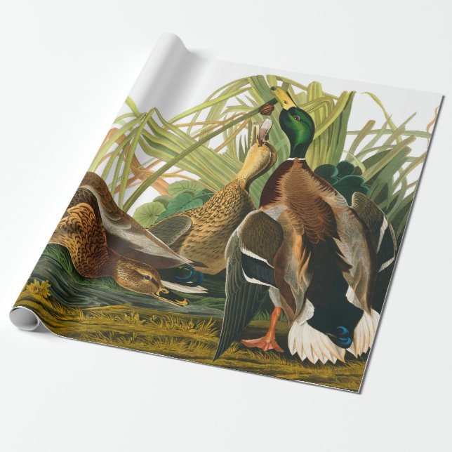 Mallard Anka av John James Audubon Presentpapper (Utrullad)