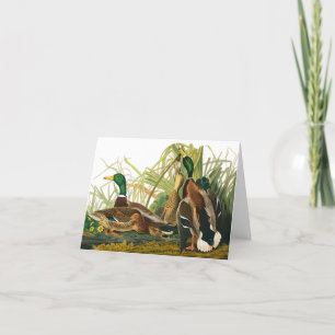 Mallard Anka av John James Audubon Tack Kort