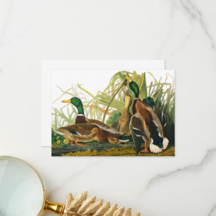 Mallard Anka av John James Audubon Tack Kort
