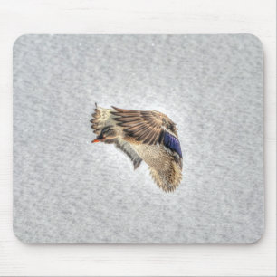 Mallard Anka Birdlover Wildlife Photo Musmatta