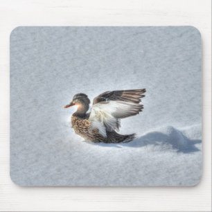 Mallard Anka Birdlover Wildlife Photo Musmatta