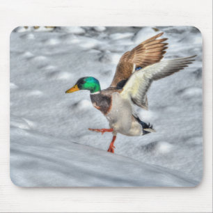 Mallard Anka Birdlover Wildlife Photo Musmatta