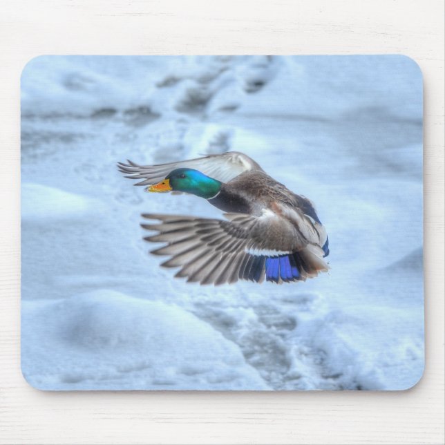 Mallard Anka Birdlover Wildlife Photo Musmatta (Framsidan)