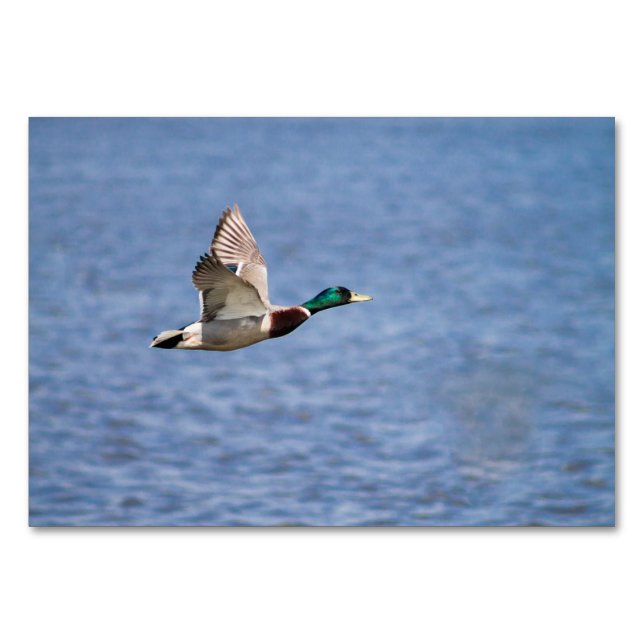 Mallard Anka Bordsnummer (Framsidan)