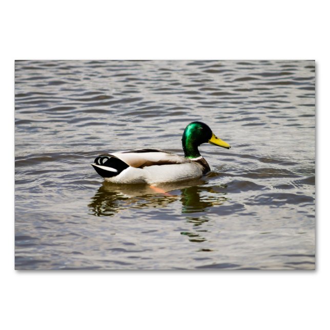 Mallard Anka Bordsnummer (Framsidan)
