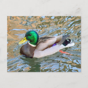 Mallard Anka. Bute Park, Cardiff, Wales Vykort