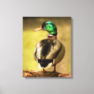 Mallard Anka Canvastryck