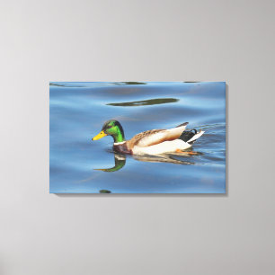 Mallard Anka Canvastryck