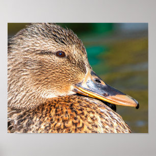 Mallard Anka Close Porträtt Poster