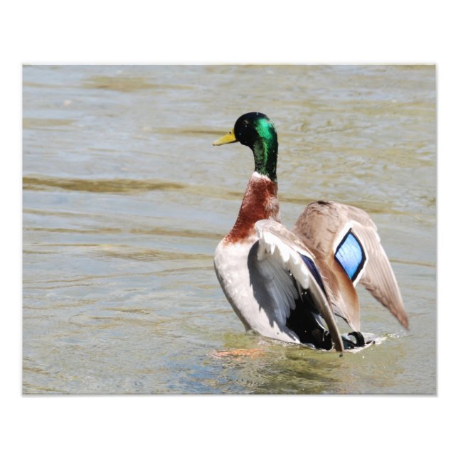Mallard Anka Diamond Fototryck (Framsidan)