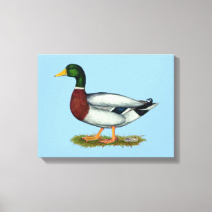 Mallard Anka Drake Canvastryck
