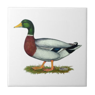 Mallard Anka Drake Kakelplatta