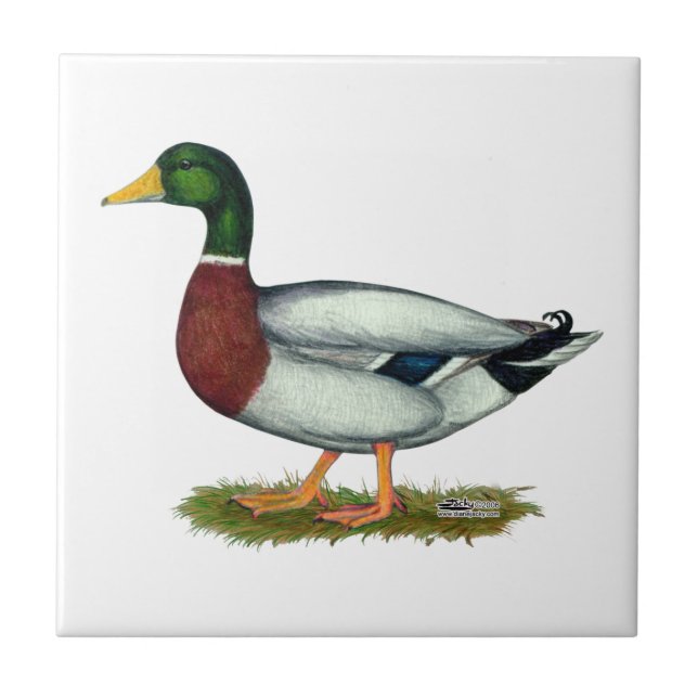 Mallard Anka Drake Kakelplatta (Framsidan)