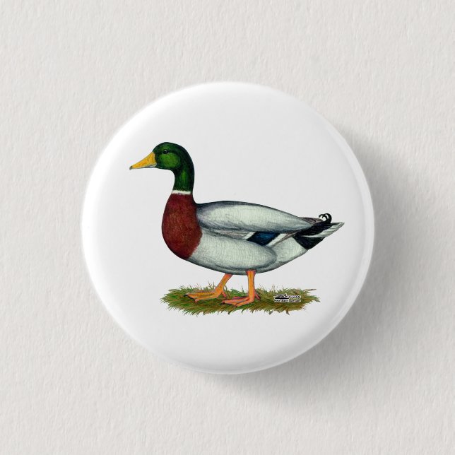Mallard Anka Drake Knapp (Framsida)