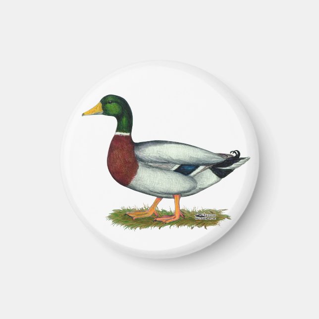 Mallard Anka Drake Magnet (Framsidan)