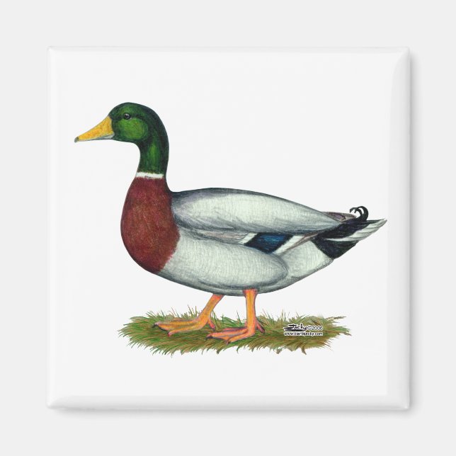 Mallard Anka Drake Magnet (Framsidan)