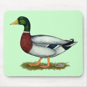 Mallard Anka Drake Musmatta