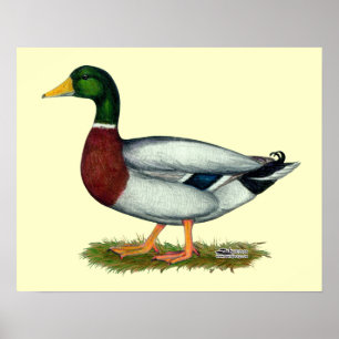 Mallard Anka Drake Poster