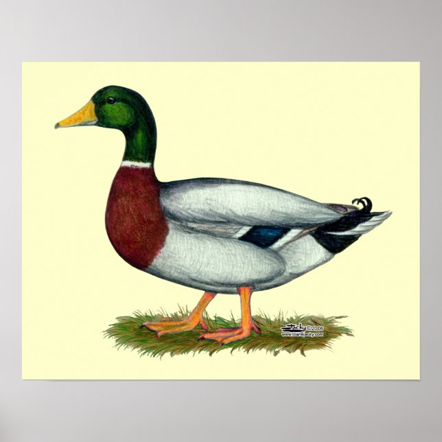 Mallard Anka Drake Poster (Framsidan)