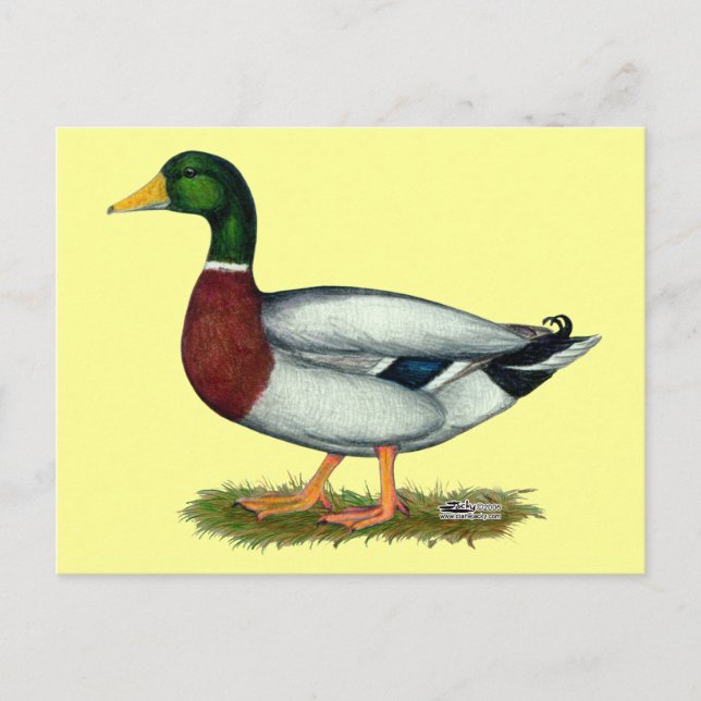 Mallard Anka Drake Vykort (Framsida)