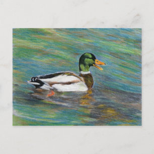 Mallard Anka Färgpenna Teckning Vykort
