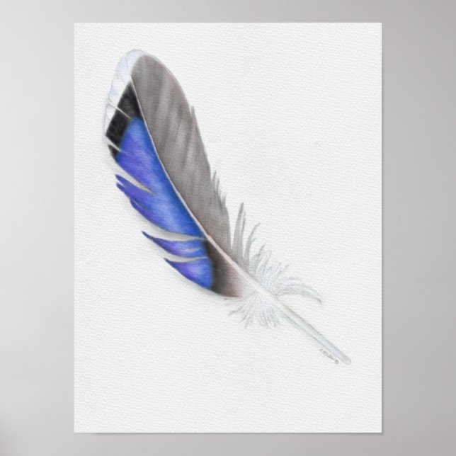 Mallard Anka Feather Watercolor Poster (Framsidan)